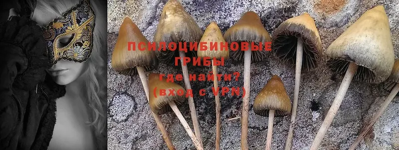 Псилоцибиновые грибы MAGIC MUSHROOMS  сколько стоит  Железногорск-Илимский 